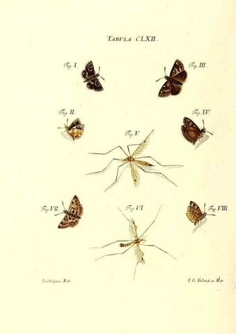 Reproducción/Reproduction 35977419070: Iacobi Christiani Schaefferi s.s. theologiae et philosophiae doctoris ... Icones insectorum circa Ratisbonam indigenorum :. Ratisbonae :Typis Breitfeldianis,MDCCLXXIX [1766-1779]