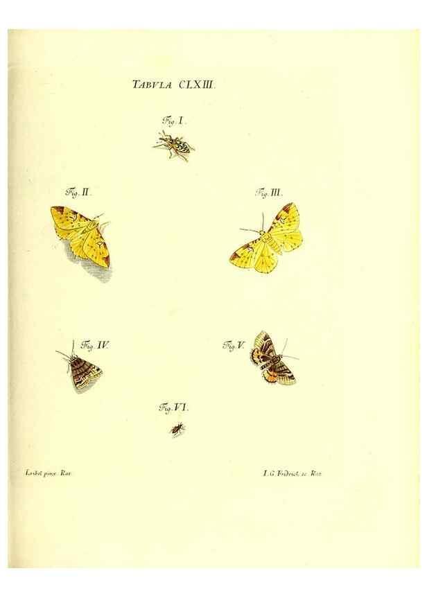 Reproducción/Reproduction 35977420290: Iacobi Christiani Schaefferi s.s. theologiae et philosophiae doctoris ... Icones insectorum circa Ratisbonam indigenorum :. Ratisbonae :Typis Breitfeldianis,MDCCLXXIX [1766-1779]