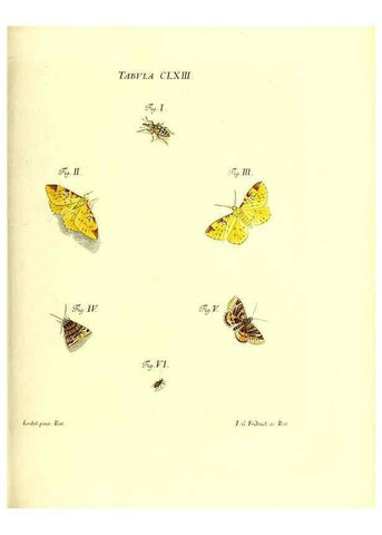 Reproducción/Reproduction 35977420290: Iacobi Christiani Schaefferi s.s. theologiae et philosophiae doctoris ... Icones insectorum circa Ratisbonam indigenorum :. Ratisbonae :Typis Breitfeldianis,MDCCLXXIX [1766-1779]