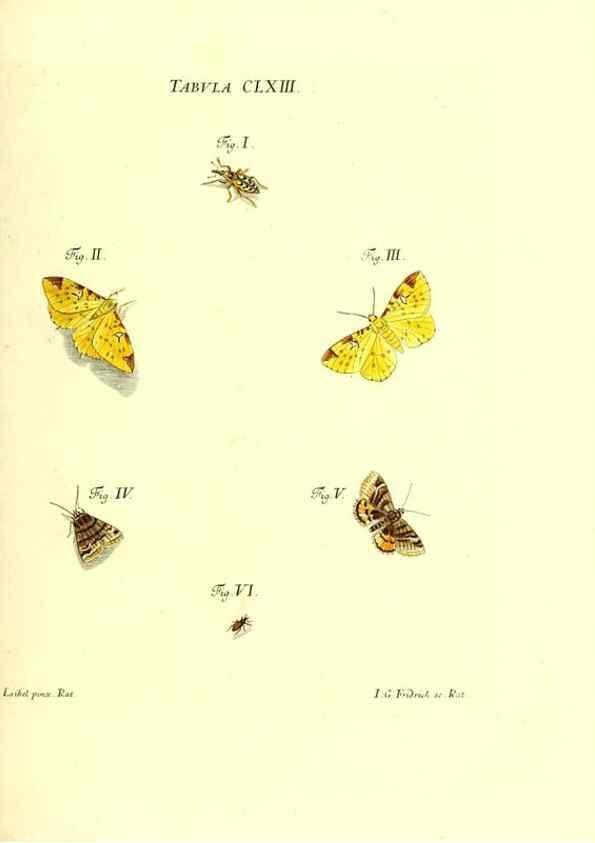 Reproducción/Reproduction 35977420290: Iacobi Christiani Schaefferi s.s. theologiae et philosophiae doctoris ... Icones insectorum circa Ratisbonam indigenorum :. Ratisbonae :Typis Breitfeldianis,MDCCLXXIX [1766-1779]