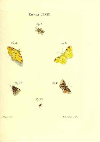 Reproducción/Reproduction 35977420290: Iacobi Christiani Schaefferi s.s. theologiae et philosophiae doctoris ... Icones insectorum circa Ratisbonam indigenorum :. Ratisbonae :Typis Breitfeldianis,MDCCLXXIX [1766-1779]