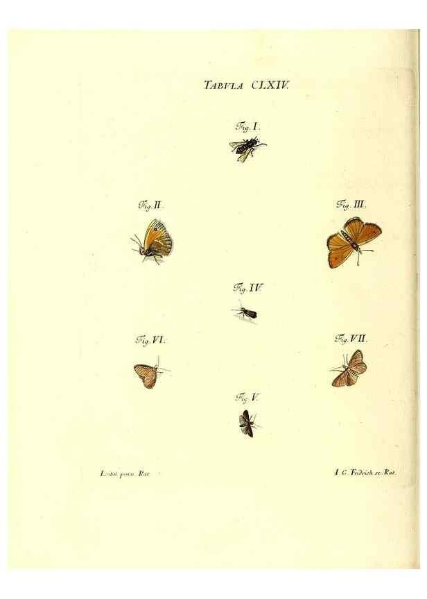 Reproducción/Reproduction 35977421230: Iacobi Christiani Schaefferi s.s. theologiae et philosophiae doctoris ... Icones insectorum circa Ratisbonam indigenorum :. Ratisbonae :Typis Breitfeldianis,MDCCLXXIX [1766-1779]
