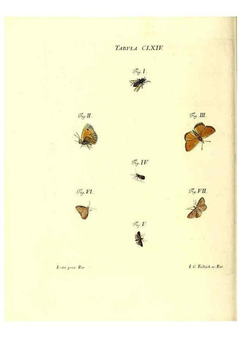 Reproducción/Reproduction 35977421230: Iacobi Christiani Schaefferi s.s. theologiae et philosophiae doctoris ... Icones insectorum circa Ratisbonam indigenorum :. Ratisbonae :Typis Breitfeldianis,MDCCLXXIX [1766-1779]