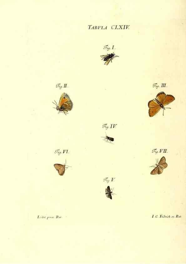 Reproducción/Reproduction 35977421230: Iacobi Christiani Schaefferi s.s. theologiae et philosophiae doctoris ... Icones insectorum circa Ratisbonam indigenorum :. Ratisbonae :Typis Breitfeldianis,MDCCLXXIX [1766-1779]