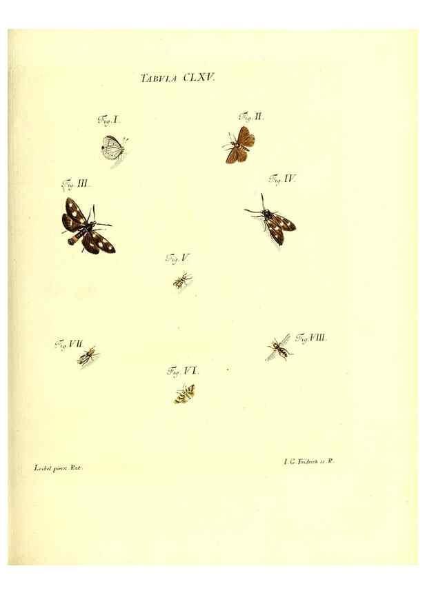 Reproducción/Reproduction 36206061242: Iacobi Christiani Schaefferi s.s. theologiae et philosophiae doctoris ... Icones insectorum circa Ratisbonam indigenorum :. Ratisbonae :Typis Breitfeldianis,MDCCLXXIX [1766-1779]