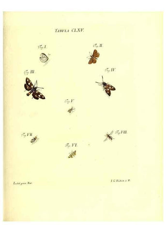 Reproducción/Reproduction 36206061242: Iacobi Christiani Schaefferi s.s. theologiae et philosophiae doctoris ... Icones insectorum circa Ratisbonam indigenorum :. Ratisbonae :Typis Breitfeldianis,MDCCLXXIX [1766-1779]