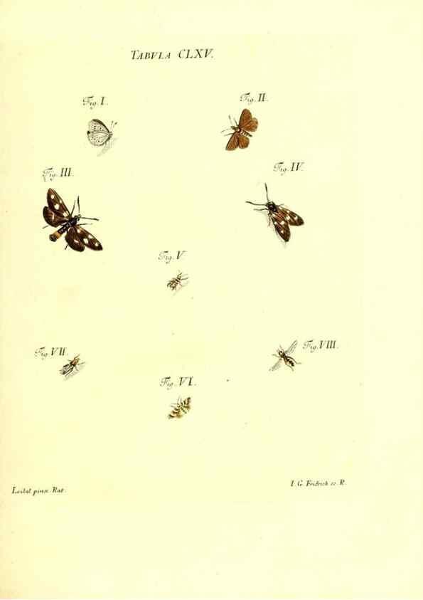 Reproducción/Reproduction 36206061242: Iacobi Christiani Schaefferi s.s. theologiae et philosophiae doctoris ... Icones insectorum circa Ratisbonam indigenorum :. Ratisbonae :Typis Breitfeldianis,MDCCLXXIX [1766-1779]