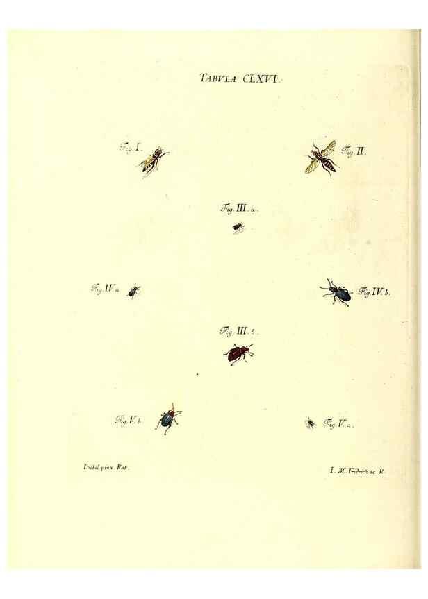 Reproducción/Reproduction 36206062902: Iacobi Christiani Schaefferi s.s. theologiae et philosophiae doctoris ... Icones insectorum circa Ratisbonam indigenorum :. Ratisbonae :Typis Breitfeldianis,MDCCLXXIX [1766-1779]