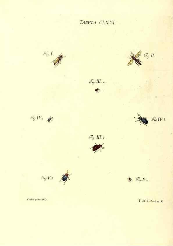 Reproducción/Reproduction 36206062902: Iacobi Christiani Schaefferi s.s. theologiae et philosophiae doctoris ... Icones insectorum circa Ratisbonam indigenorum :. Ratisbonae :Typis Breitfeldianis,MDCCLXXIX [1766-1779]