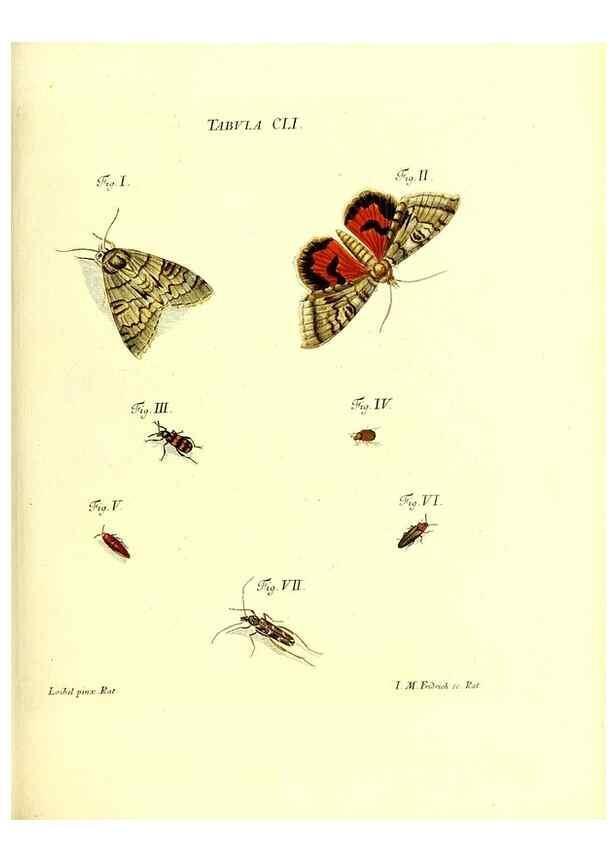 Reproducción/Reproduction 36237617471: Iacobi Christiani Schaefferi s.s. theologiae et philosophiae doctoris ... Icones insectorum circa Ratisbonam indigenorum :. Ratisbonae :Typis Breitfeldianis,MDCCLXXIX [1766-1779]