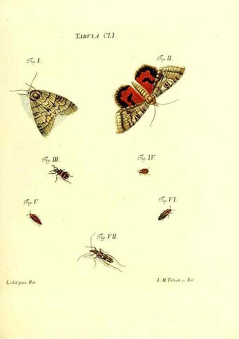 Reproducción/Reproduction 36237617471: Iacobi Christiani Schaefferi s.s. theologiae et philosophiae doctoris ... Icones insectorum circa Ratisbonam indigenorum :. Ratisbonae :Typis Breitfeldianis,MDCCLXXIX [1766-1779]