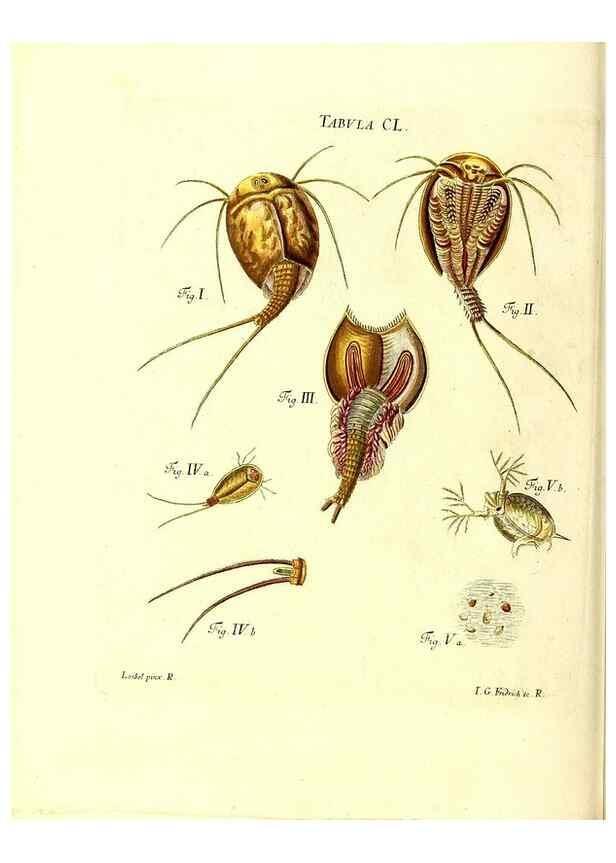 Reproducción/Reproduction 36237615531: Iacobi Christiani Schaefferi s.s. theologiae et philosophiae doctoris ... Icones insectorum circa Ratisbonam indigenorum :. Ratisbonae :Typis Breitfeldianis,MDCCLXXIX [1766-1779]