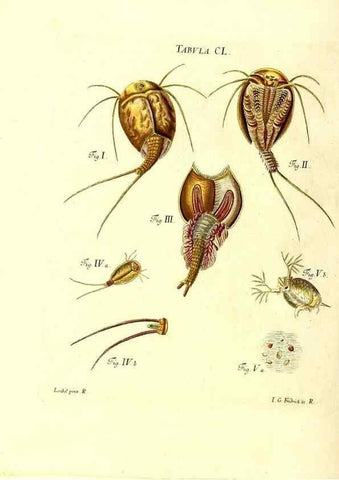 Reproducción/Reproduction 36237615531: Iacobi Christiani Schaefferi s.s. theologiae et philosophiae doctoris ... Icones insectorum circa Ratisbonam indigenorum :. Ratisbonae :Typis Breitfeldianis,MDCCLXXIX [1766-1779]