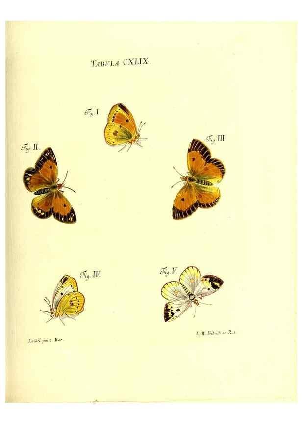 Reproducción/Reproduction 36237613651: Iacobi Christiani Schaefferi s.s. theologiae et philosophiae doctoris ... Icones insectorum circa Ratisbonam indigenorum :. Ratisbonae :Typis Breitfeldianis,MDCCLXXIX [1766-1779]