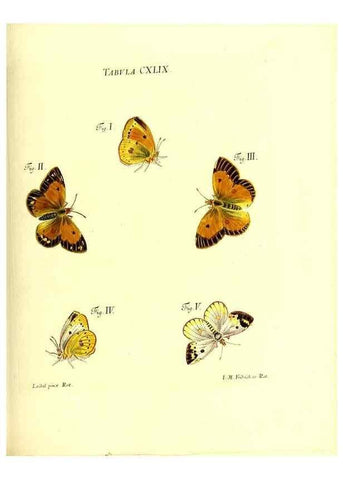 Reproducción/Reproduction 36237613651: Iacobi Christiani Schaefferi s.s. theologiae et philosophiae doctoris ... Icones insectorum circa Ratisbonam indigenorum :. Ratisbonae :Typis Breitfeldianis,MDCCLXXIX [1766-1779]