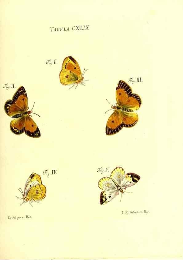 Reproducción/Reproduction 36237613651: Iacobi Christiani Schaefferi s.s. theologiae et philosophiae doctoris ... Icones insectorum circa Ratisbonam indigenorum :. Ratisbonae :Typis Breitfeldianis,MDCCLXXIX [1766-1779]