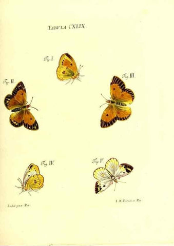Reproducción/Reproduction 36237613651: Iacobi Christiani Schaefferi s.s. theologiae et philosophiae doctoris ... Icones insectorum circa Ratisbonam indigenorum :. Ratisbonae :Typis Breitfeldianis,MDCCLXXIX [1766-1779]