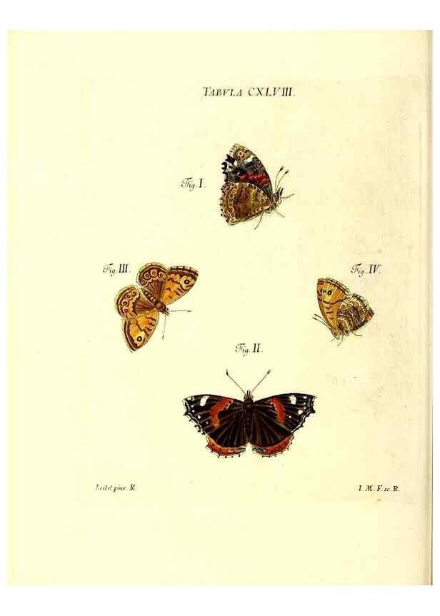 Reproducción/Reproduction 36237611971: Iacobi Christiani Schaefferi s.s. theologiae et philosophiae doctoris ... Icones insectorum circa Ratisbonam indigenorum :. Ratisbonae :Typis Breitfeldianis,MDCCLXXIX [1766-1779]