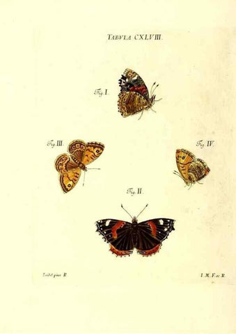 Reproducción/Reproduction 36237611971: Iacobi Christiani Schaefferi s.s. theologiae et philosophiae doctoris ... Icones insectorum circa Ratisbonam indigenorum :. Ratisbonae :Typis Breitfeldianis,MDCCLXXIX [1766-1779]