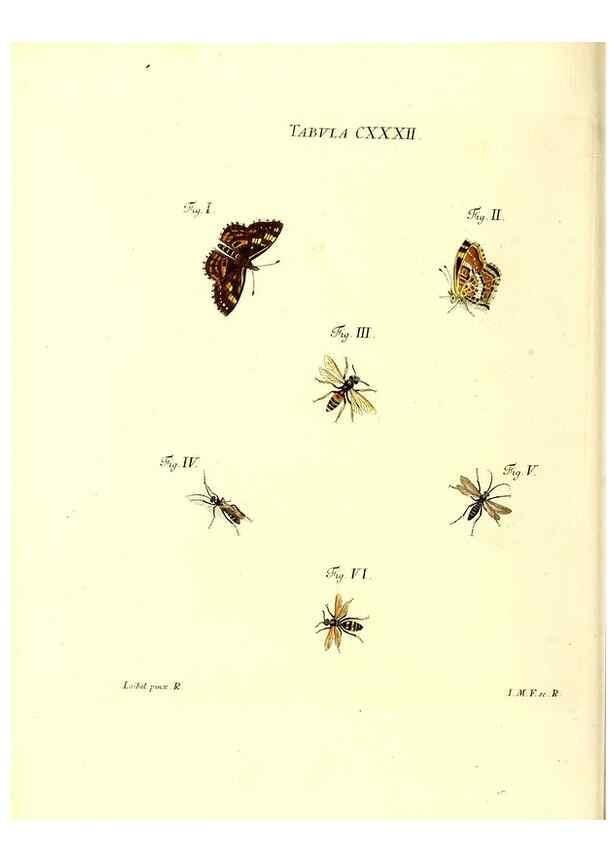 Reproducción/Reproduction 36374262025: Iacobi Christiani Schaefferi s.s. theologiae et philosophiae doctoris ... Icones insectorum circa Ratisbonam indigenorum :. Ratisbonae :Typis Breitfeldianis,MDCCLXXIX [1766-1779]