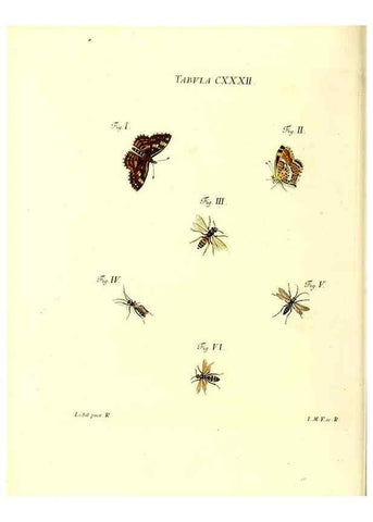 Reproducción/Reproduction 36374262025: Iacobi Christiani Schaefferi s.s. theologiae et philosophiae doctoris ... Icones insectorum circa Ratisbonam indigenorum :. Ratisbonae :Typis Breitfeldianis,MDCCLXXIX [1766-1779]