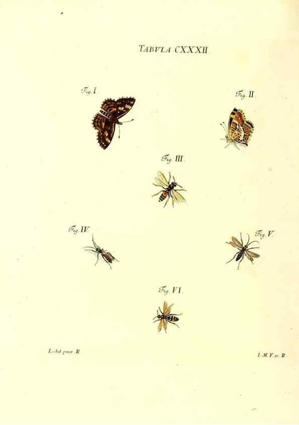 Reproducción/Reproduction 36374262025: Iacobi Christiani Schaefferi s.s. theologiae et philosophiae doctoris ... Icones insectorum circa Ratisbonam indigenorum :. Ratisbonae :Typis Breitfeldianis,MDCCLXXIX [1766-1779]