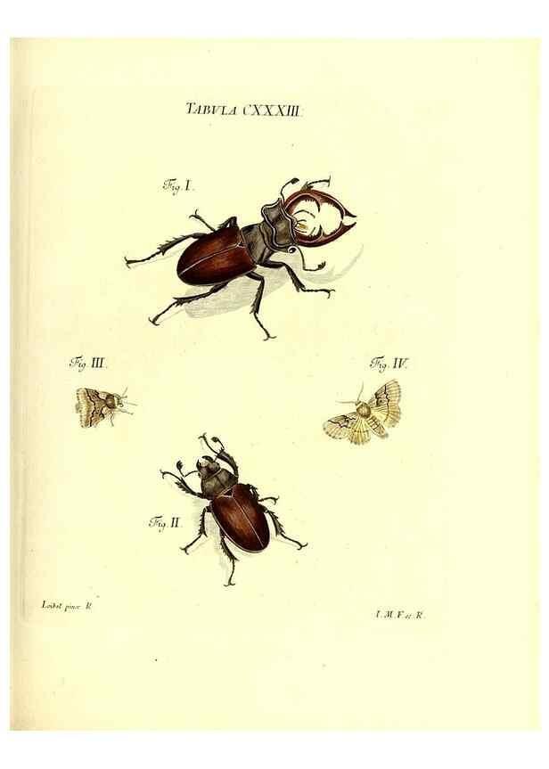 Reproducción/Reproduction 36374263505: Iacobi Christiani Schaefferi s.s. theologiae et philosophiae doctoris ... Icones insectorum circa Ratisbonam indigenorum :. Ratisbonae :Typis Breitfeldianis,MDCCLXXIX [1766-1779]