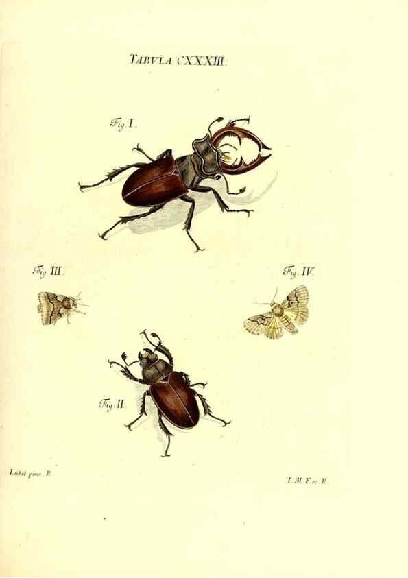 Reproducción/Reproduction 36374263505: Iacobi Christiani Schaefferi s.s. theologiae et philosophiae doctoris ... Icones insectorum circa Ratisbonam indigenorum :. Ratisbonae :Typis Breitfeldianis,MDCCLXXIX [1766-1779]