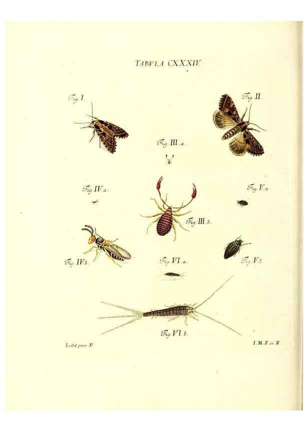 Reproducción/Reproduction 36374264455: Iacobi Christiani Schaefferi s.s. theologiae et philosophiae doctoris ... Icones insectorum circa Ratisbonam indigenorum :. Ratisbonae :Typis Breitfeldianis,MDCCLXXIX [1766-1779]