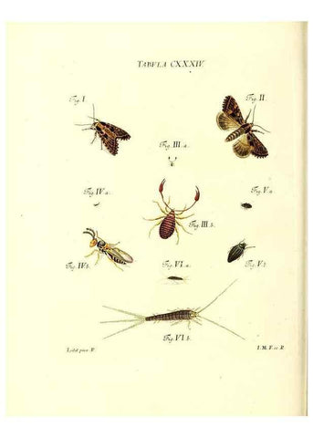 Reproducción/Reproduction 36374264455: Iacobi Christiani Schaefferi s.s. theologiae et philosophiae doctoris ... Icones insectorum circa Ratisbonam indigenorum :. Ratisbonae :Typis Breitfeldianis,MDCCLXXIX [1766-1779]