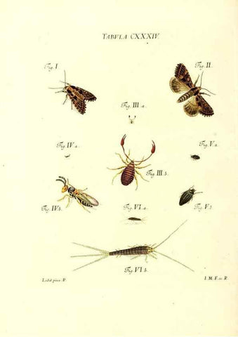 Reproducción/Reproduction 36374264455: Iacobi Christiani Schaefferi s.s. theologiae et philosophiae doctoris ... Icones insectorum circa Ratisbonam indigenorum :. Ratisbonae :Typis Breitfeldianis,MDCCLXXIX [1766-1779]