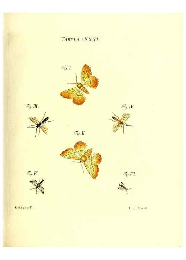 Reproducción/Reproduction 35565913533: Iacobi Christiani Schaefferi s.s. theologiae et philosophiae doctoris ... Icones insectorum circa Ratisbonam indigenorum :. Ratisbonae :Typis Breitfeldianis,MDCCLXXIX [1766-1779]