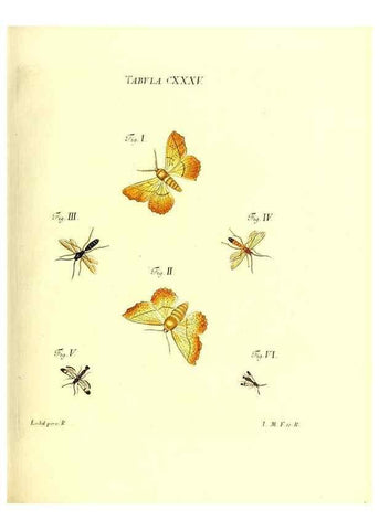 Reproducción/Reproduction 35565913533: Iacobi Christiani Schaefferi s.s. theologiae et philosophiae doctoris ... Icones insectorum circa Ratisbonam indigenorum :. Ratisbonae :Typis Breitfeldianis,MDCCLXXIX [1766-1779]