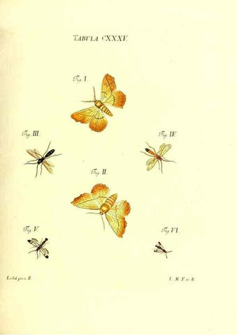 Reproducción/Reproduction 35565913533: Iacobi Christiani Schaefferi s.s. theologiae et philosophiae doctoris ... Icones insectorum circa Ratisbonam indigenorum :. Ratisbonae :Typis Breitfeldianis,MDCCLXXIX [1766-1779]