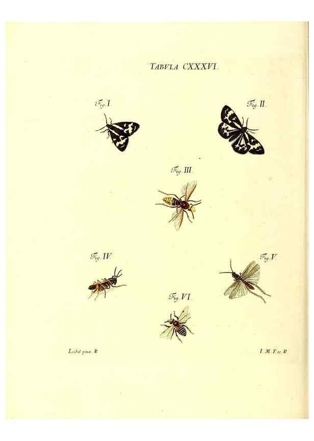 Reproducción/Reproduction 35565915183: Iacobi Christiani Schaefferi s.s. theologiae et philosophiae doctoris ... Icones insectorum circa Ratisbonam indigenorum :. Ratisbonae :Typis Breitfeldianis,MDCCLXXIX [1766-1779]