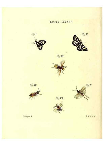 Reproducción/Reproduction 35565915183: Iacobi Christiani Schaefferi s.s. theologiae et philosophiae doctoris ... Icones insectorum circa Ratisbonam indigenorum :. Ratisbonae :Typis Breitfeldianis,MDCCLXXIX [1766-1779]