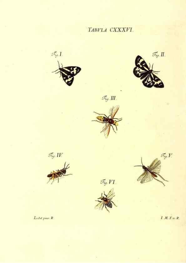 Reproducción/Reproduction 35565915183: Iacobi Christiani Schaefferi s.s. theologiae et philosophiae doctoris ... Icones insectorum circa Ratisbonam indigenorum :. Ratisbonae :Typis Breitfeldianis,MDCCLXXIX [1766-1779]