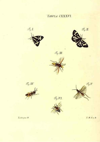 Reproducción/Reproduction 35565915183: Iacobi Christiani Schaefferi s.s. theologiae et philosophiae doctoris ... Icones insectorum circa Ratisbonam indigenorum :. Ratisbonae :Typis Breitfeldianis,MDCCLXXIX [1766-1779]