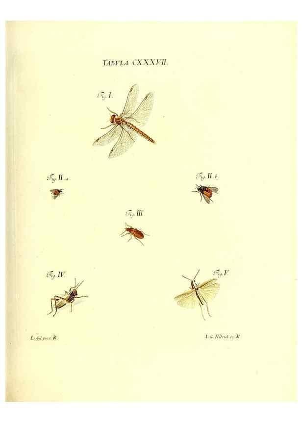 Reproducción/Reproduction 35565916953: Iacobi Christiani Schaefferi s.s. theologiae et philosophiae doctoris ... Icones insectorum circa Ratisbonam indigenorum :. Ratisbonae :Typis Breitfeldianis,MDCCLXXIX [1766-1779]