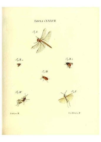 Reproducción/Reproduction 35565916953: Iacobi Christiani Schaefferi s.s. theologiae et philosophiae doctoris ... Icones insectorum circa Ratisbonam indigenorum :. Ratisbonae :Typis Breitfeldianis,MDCCLXXIX [1766-1779]