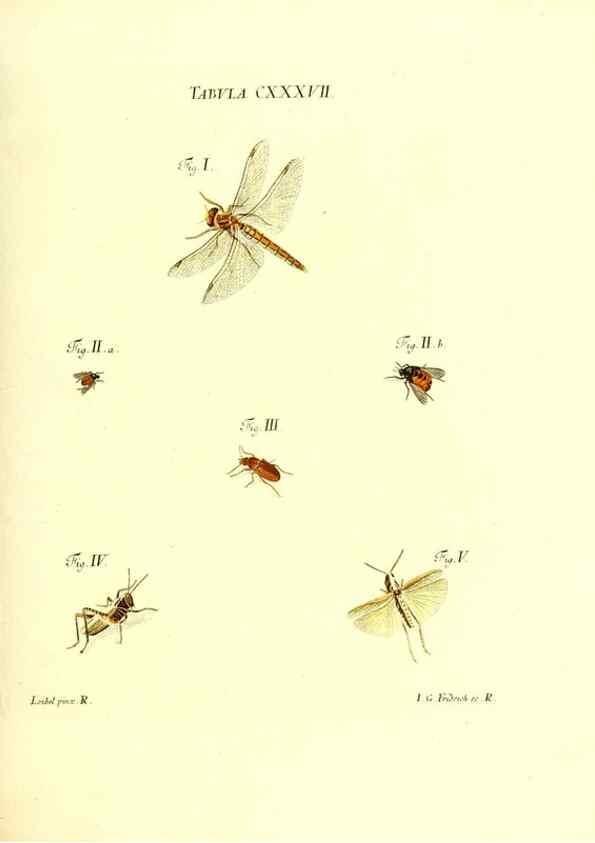 Reproducción/Reproduction 35565916953: Iacobi Christiani Schaefferi s.s. theologiae et philosophiae doctoris ... Icones insectorum circa Ratisbonam indigenorum :. Ratisbonae :Typis Breitfeldianis,MDCCLXXIX [1766-1779]