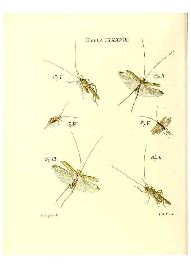 Reproducción/Reproduction 35565919873: Iacobi Christiani Schaefferi s.s. theologiae et philosophiae doctoris ... Icones insectorum circa Ratisbonam indigenorum :. Ratisbonae :Typis Breitfeldianis,MDCCLXXIX [1766-1779]