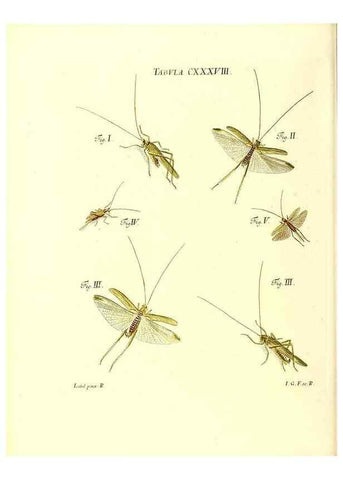 Reproducción/Reproduction 35565919873: Iacobi Christiani Schaefferi s.s. theologiae et philosophiae doctoris ... Icones insectorum circa Ratisbonam indigenorum :. Ratisbonae :Typis Breitfeldianis,MDCCLXXIX [1766-1779]