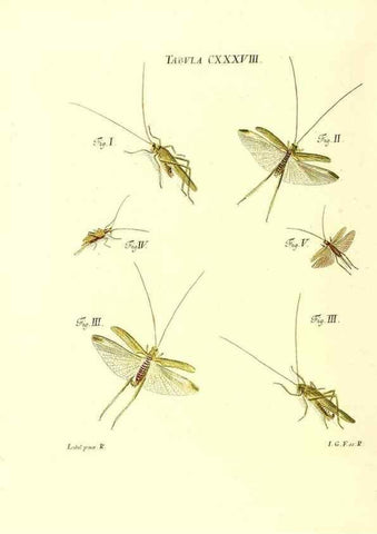 Reproducción/Reproduction 35565919873: Iacobi Christiani Schaefferi s.s. theologiae et philosophiae doctoris ... Icones insectorum circa Ratisbonam indigenorum :. Ratisbonae :Typis Breitfeldianis,MDCCLXXIX [1766-1779]