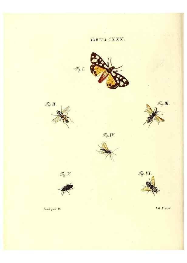 Reproducción/Reproduction 36374258905: Iacobi Christiani Schaefferi s.s. theologiae et philosophiae doctoris ... Icones insectorum circa Ratisbonam indigenorum :. Ratisbonae :Typis Breitfeldianis,MDCCLXXIX [1766-1779]