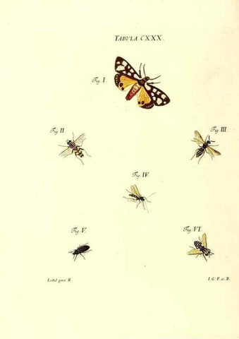 Reproducción/Reproduction 36374258905: Iacobi Christiani Schaefferi s.s. theologiae et philosophiae doctoris ... Icones insectorum circa Ratisbonam indigenorum :. Ratisbonae :Typis Breitfeldianis,MDCCLXXIX [1766-1779]