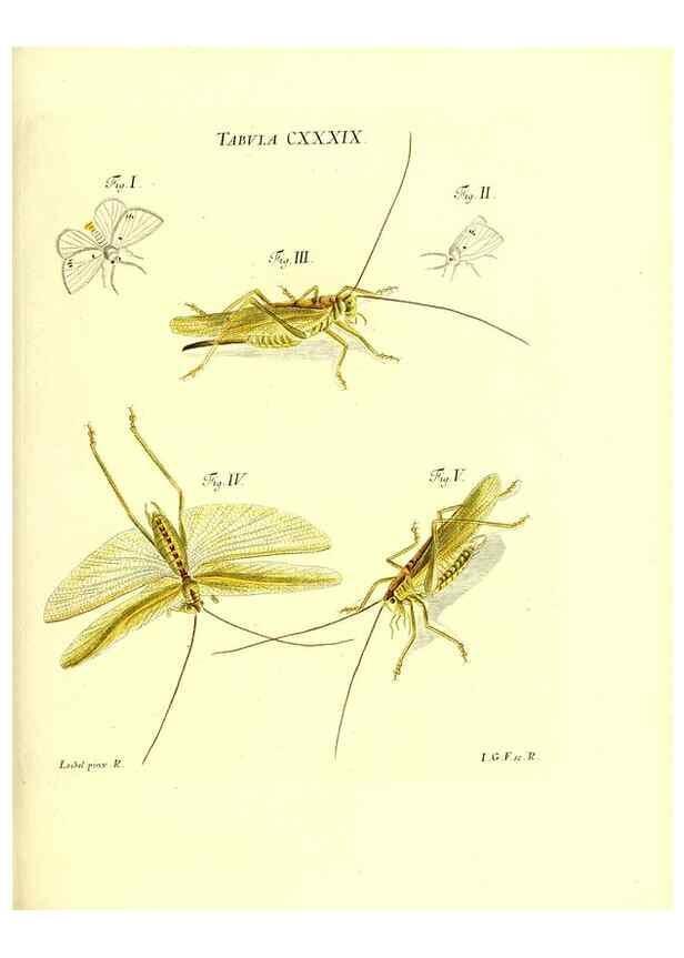 Reproducción/Reproduction 35565921483: Iacobi Christiani Schaefferi s.s. theologiae et philosophiae doctoris ... Icones insectorum circa Ratisbonam indigenorum :. Ratisbonae :Typis Breitfeldianis,MDCCLXXIX [1766-1779]