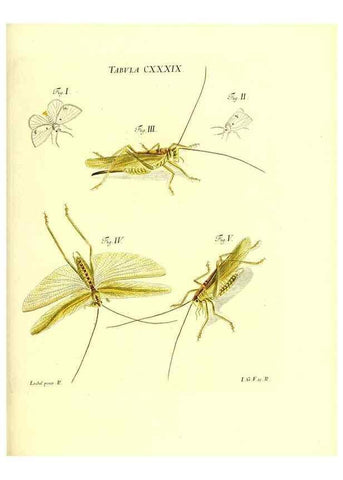 Reproducción/Reproduction 35565921483: Iacobi Christiani Schaefferi s.s. theologiae et philosophiae doctoris ... Icones insectorum circa Ratisbonam indigenorum :. Ratisbonae :Typis Breitfeldianis,MDCCLXXIX [1766-1779]