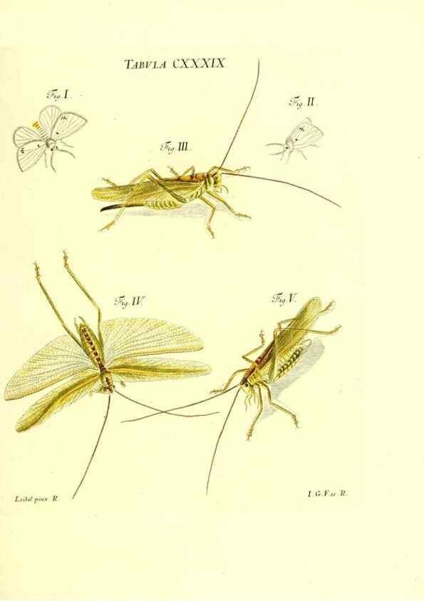 Reproducción/Reproduction 35565921483: Iacobi Christiani Schaefferi s.s. theologiae et philosophiae doctoris ... Icones insectorum circa Ratisbonam indigenorum :. Ratisbonae :Typis Breitfeldianis,MDCCLXXIX [1766-1779]