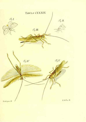 Reproducción/Reproduction 35565921483: Iacobi Christiani Schaefferi s.s. theologiae et philosophiae doctoris ... Icones insectorum circa Ratisbonam indigenorum :. Ratisbonae :Typis Breitfeldianis,MDCCLXXIX [1766-1779]